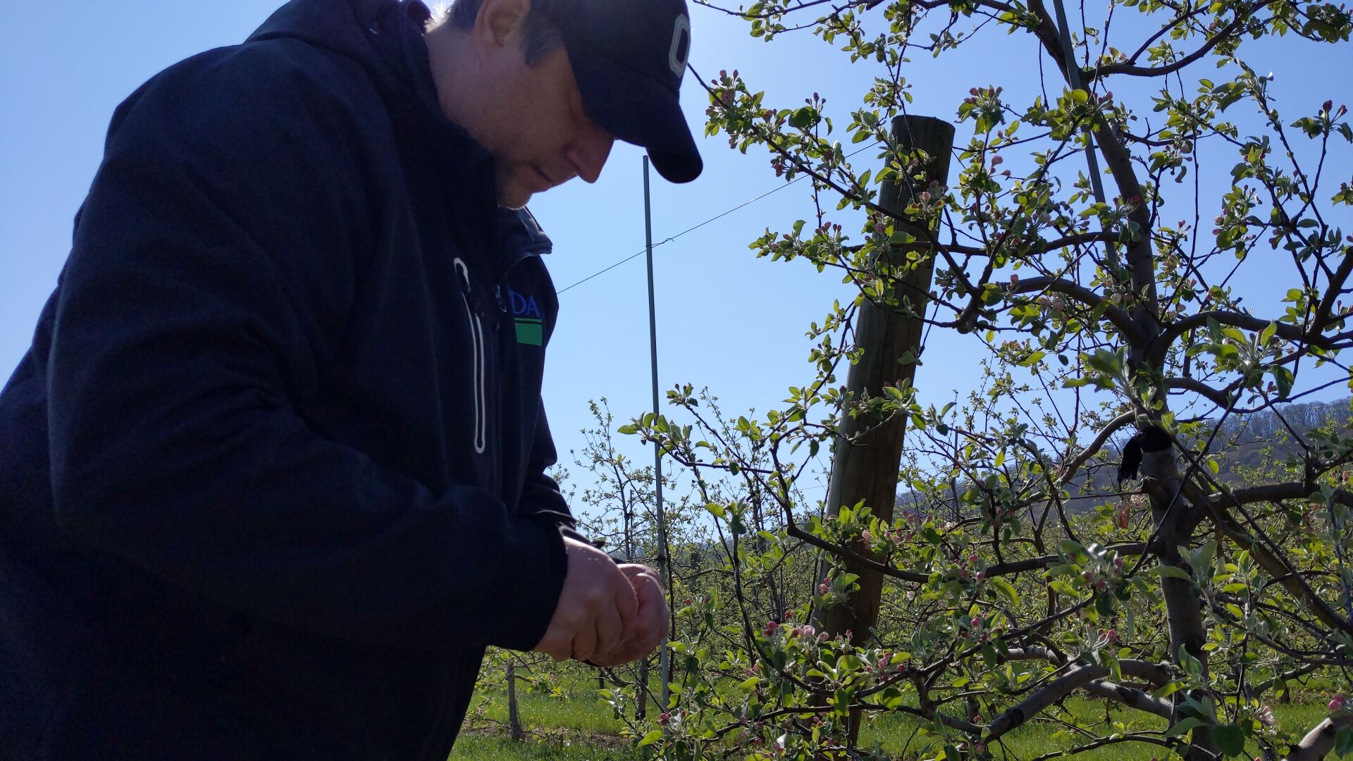 Frost threat sparks countermeasures to protect fruit crops at Dries Orchards
